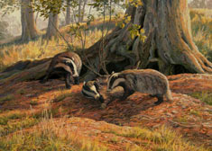 badgers print - canvas print of badgers playing