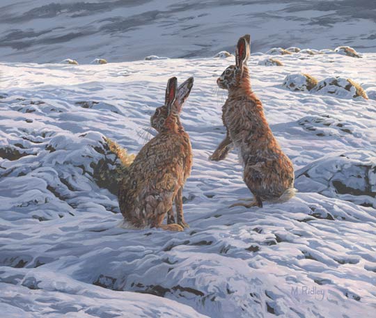 brown hares picture