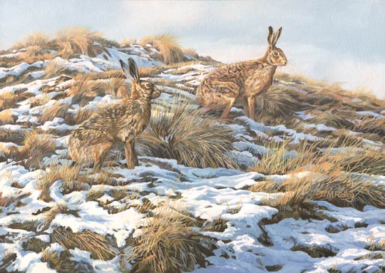 Brown hares in snow - Original Oil Painting for Sale