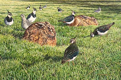 brown hares and plovers by Martin Ridley