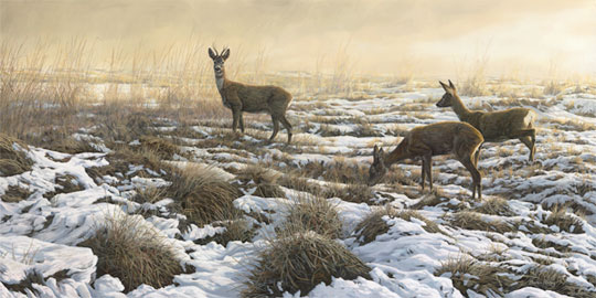 Roe deer painting - Picture of roe buck with two doe roe in snow