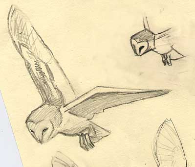 Sketches Of Owls