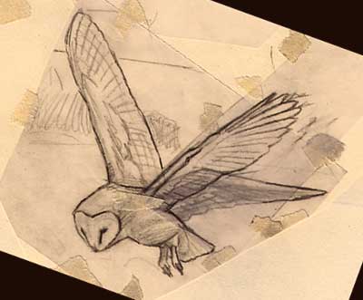 Wildlife art - barn owl sketches and drawings, Tyto alba