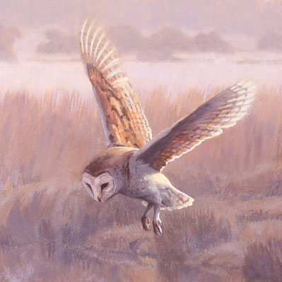Wildlife Art : Detail from the picture Hovering Barn Owl. Tyto alba by Martin Ridley