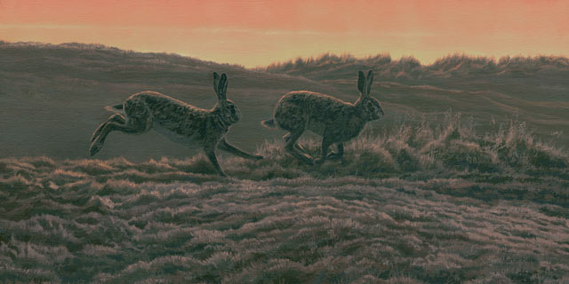 Brown hares running - canvas print by Martin Ridley