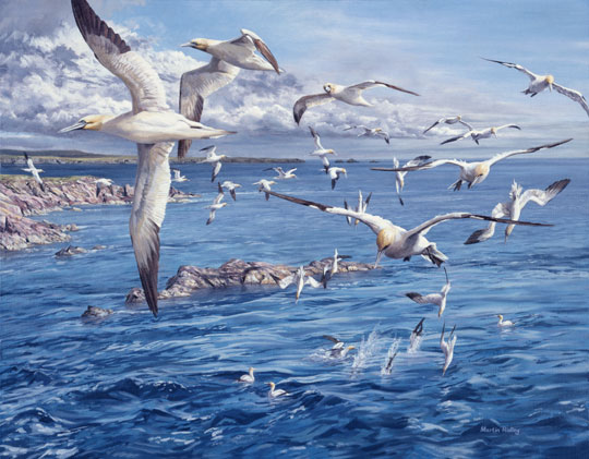 Circling gannets print on canvas