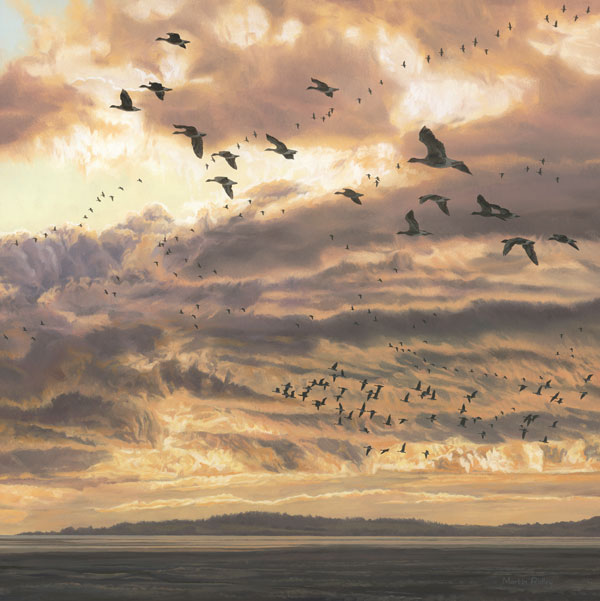 Prints of geese: Evening Flight- Pink-footed geese heading to their roost at sunset.