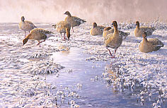 goose print - prints of geese