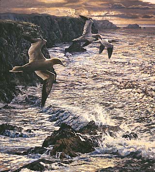 gannets print: wildlife art prints by Martin Ridley - gannets, heading out - limited edition of 450 prints