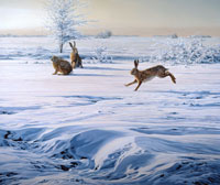 Brown hares print on canvas by Martin Ridley