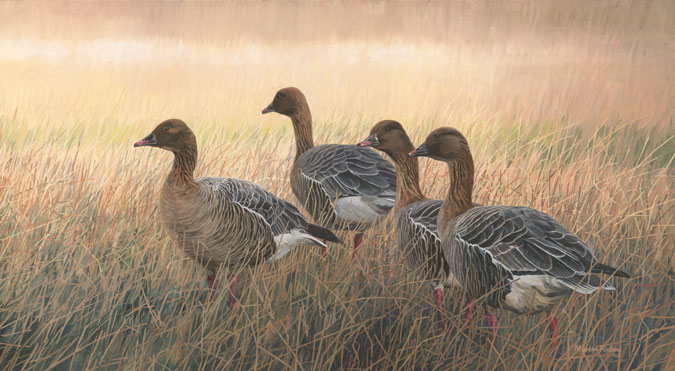 Pink-footed geese print on canvas