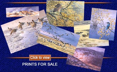 Click to view wildlife prints