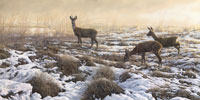 Winter roe deer print - First Snow a print on canvas by Martin Ridley