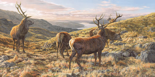 Group of red deer stags above Loch Sunart - Monarch of the Glen