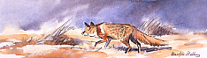red fox print - picture of red fox - prints