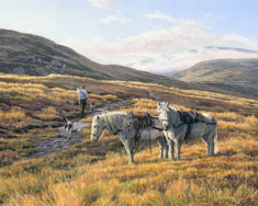 Highland Garrons - scottish stalking ponies print from a picture by Martin Ridley