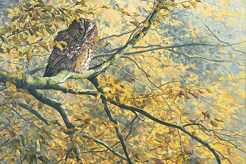 owl prints for sale - tawny owl print
