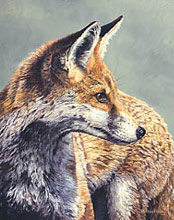 The youngster, red fox - wildlife art print: limited edition print of a young red fox
