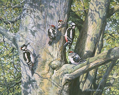 great-spotted woodpecker picture - original oil painting: wildlife art by Martin Ridley