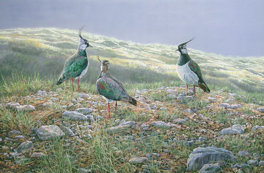 Lapwing picture - painting on canvas