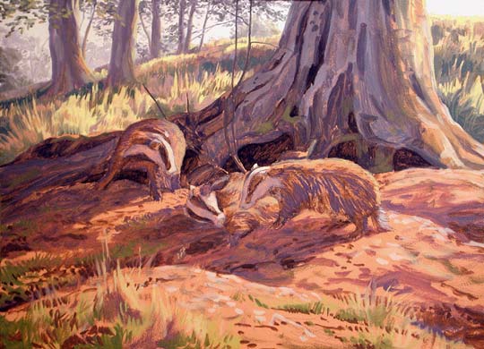 badgers playing