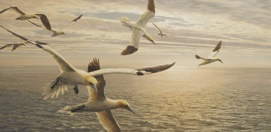 oil painting of gannets diving