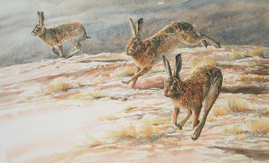 watercolour of brown hares pictures of brown hare