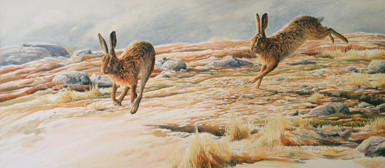 brown hares running picture by Martin Ridley