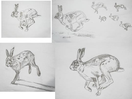 Hare Sketches