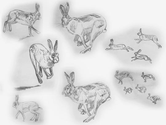 hare drawings