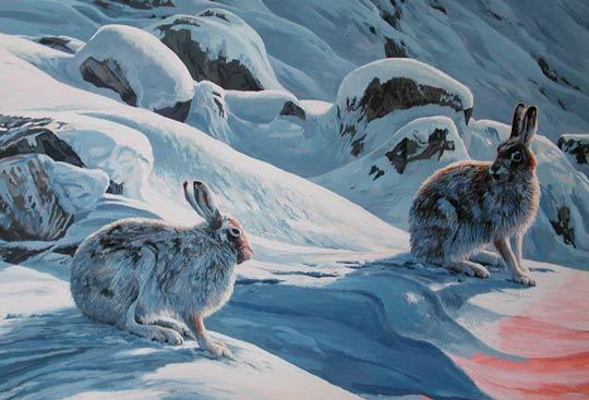 picture of mountain hares