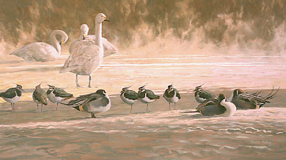 An oil painting of Bewick`s swans lapwing and pintail in rising mist by Martin Ridley: wildfowl pictures