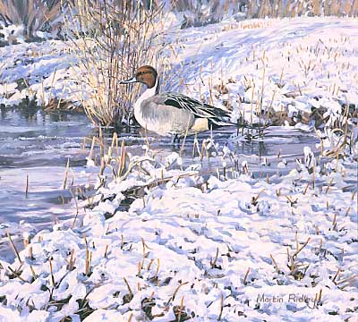 Wildfowl paintings: pintail duck pictures by Martin Ridley