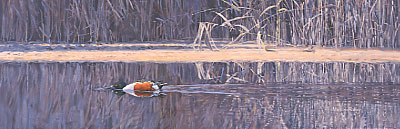 A wildfowl oil painting of a dabbling shoveler duck, wildfowl pictures