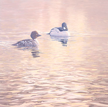 An oil painting of a pair of goldeneye: wildfowl pictures