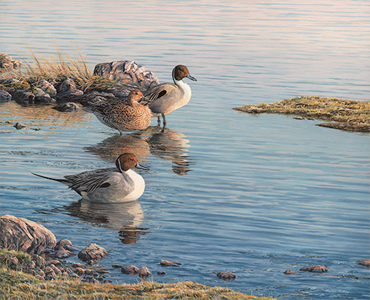 Wildfowl oil painting of pintail ducks - Martin Ridley