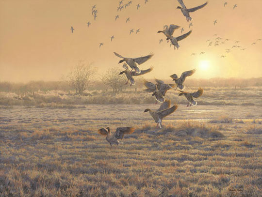 A flock of geese landing in a field. An original oil painting of pink-footed geese. Wildfowl Art