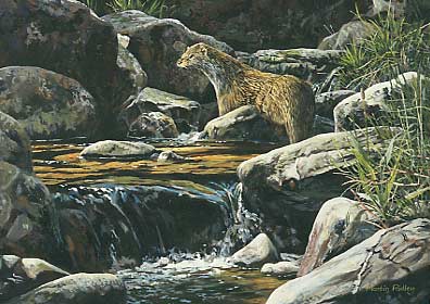 Pictures of otters - otter paintings:  A wildlife painting of an otter, Lutra lutra exploring a rocky stream