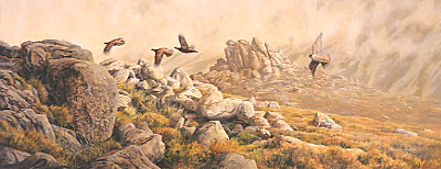 Wildlife Art : original oil painting of a peregrine falcon,  Falco peregrinus chasing red grouse