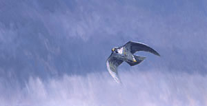 Peregrine falcon prints - stooping falcon canvas print by Martin Ridley