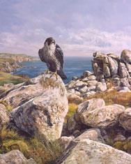 Pembrokeshire peregrine falcon print - block canvas for sale