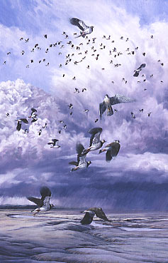 Wildlife paintings: Peregrine falcon, Falco peregrinus stooping at lapwing