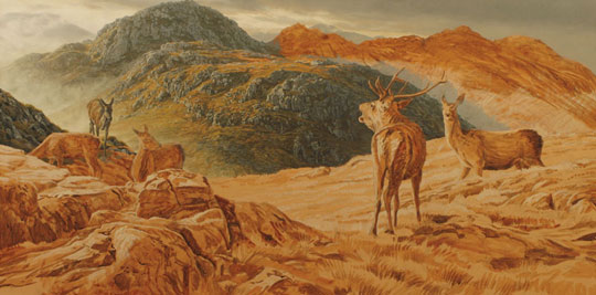 Roaring Red Deer Stag with hinds  on Druim Fada by Loch Hourn. Original oil painting