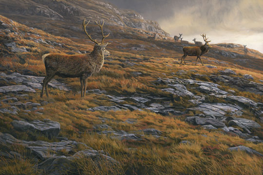 Red deer stags picture A group of hinds watching the contenders