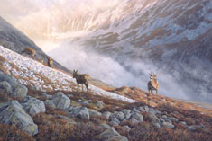 red deer stag and hinds print - stalking scene