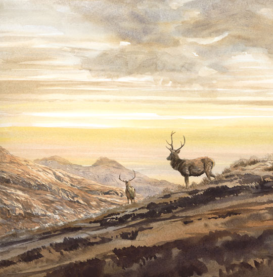 red deer stags on skyline - original watercolour