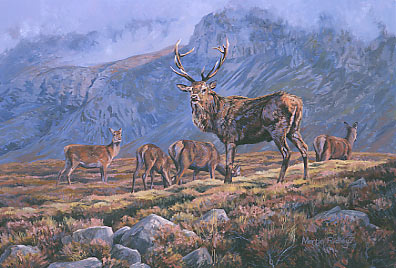 Pictures of red deer stag: Hinds and red deer stag, original oil painting by Martin Ridley