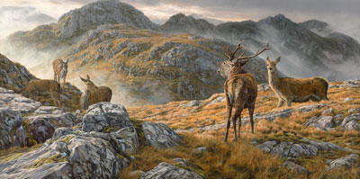 Roaring red deer stag print by Martin Ridley