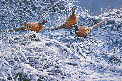 Ring-necked pheasant picture in the snow - original oil painting by Martin Ridley