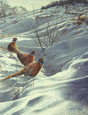 ring-necked pheasants in snow, pictures of pheasants